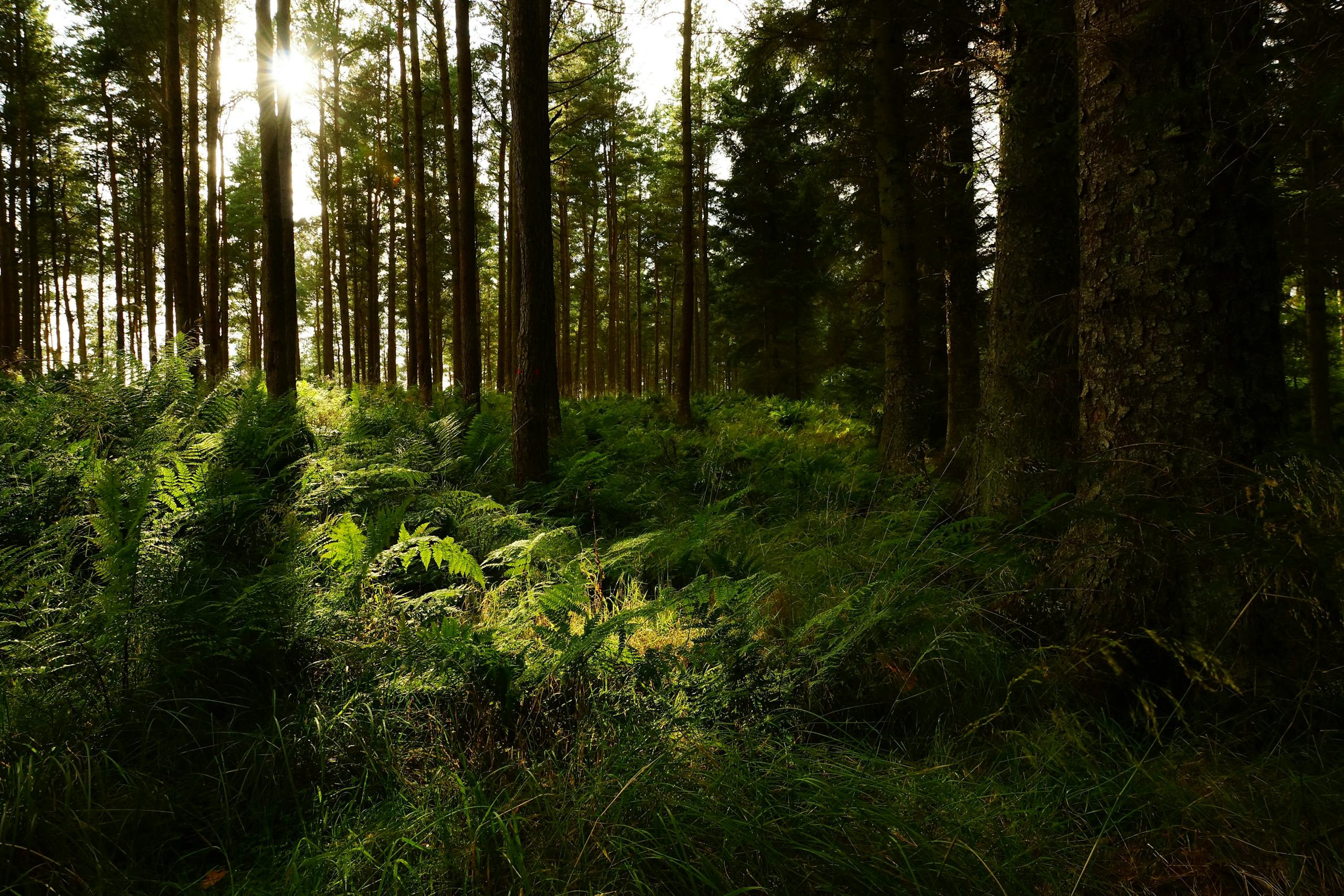 Green Fern Plants and Trees