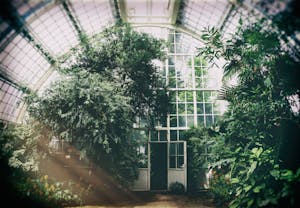 Green Plants In A Greenhouse