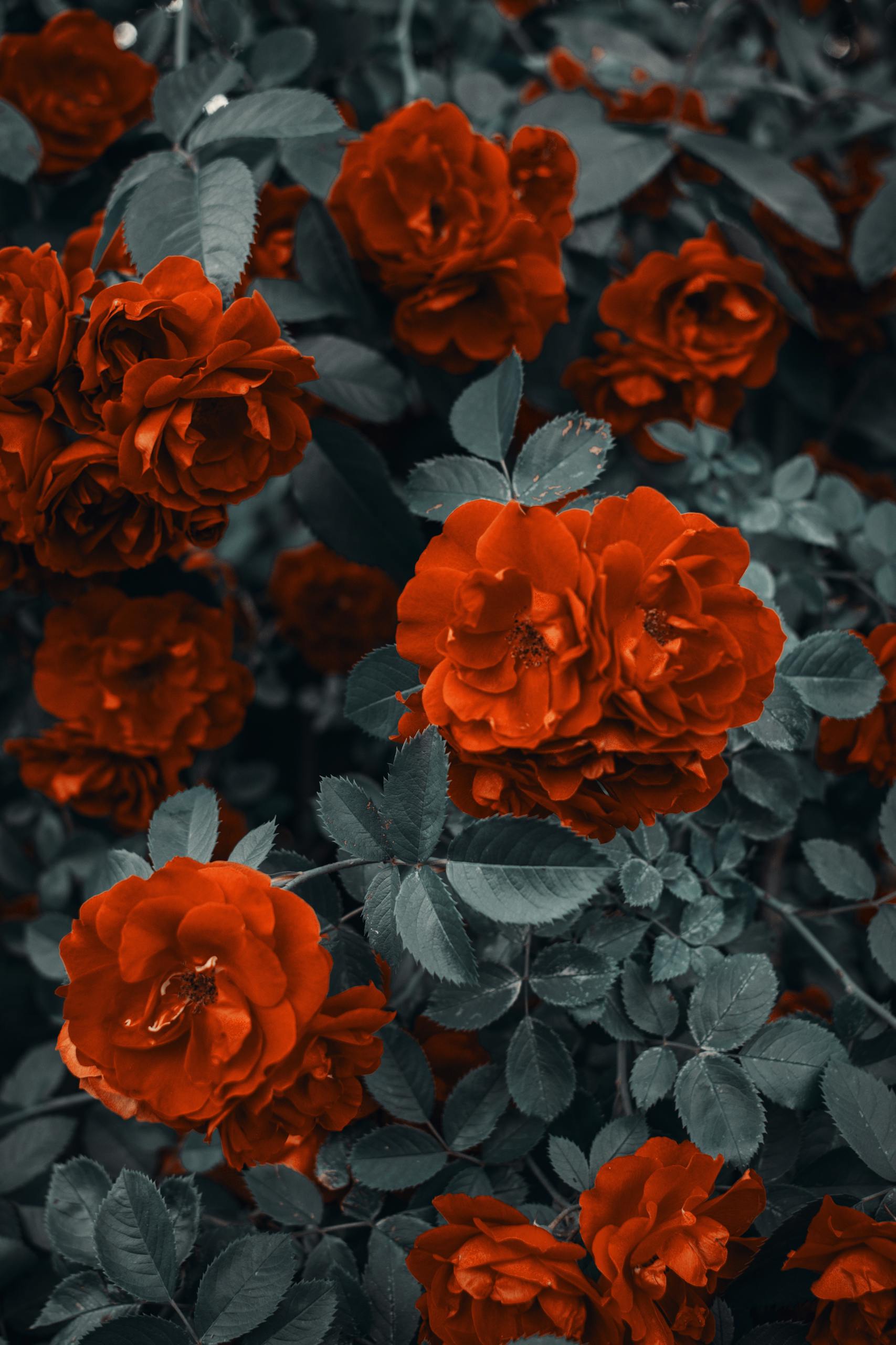 Red Roses