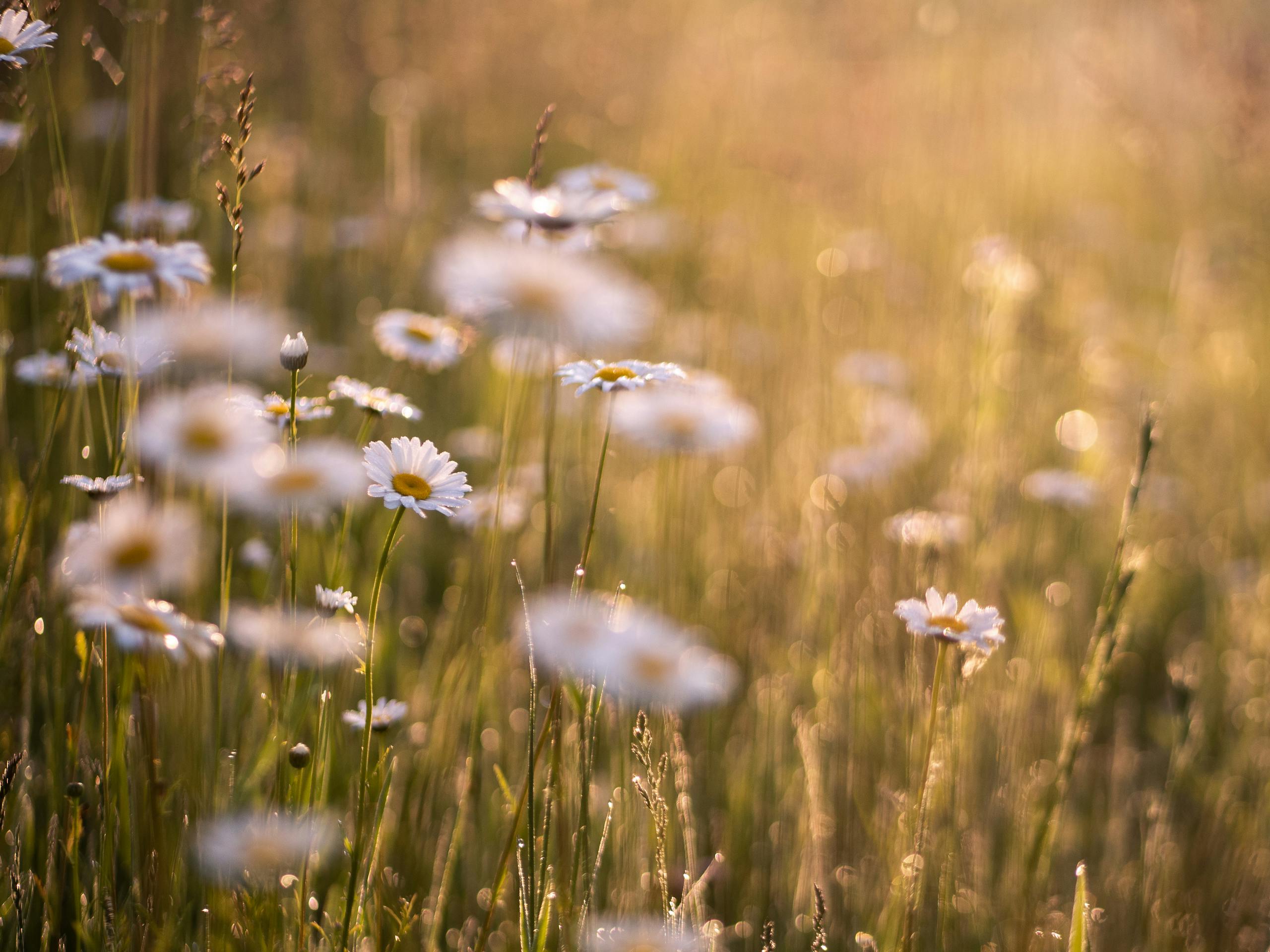 Selective Focus Photo of Oxeye Daisies