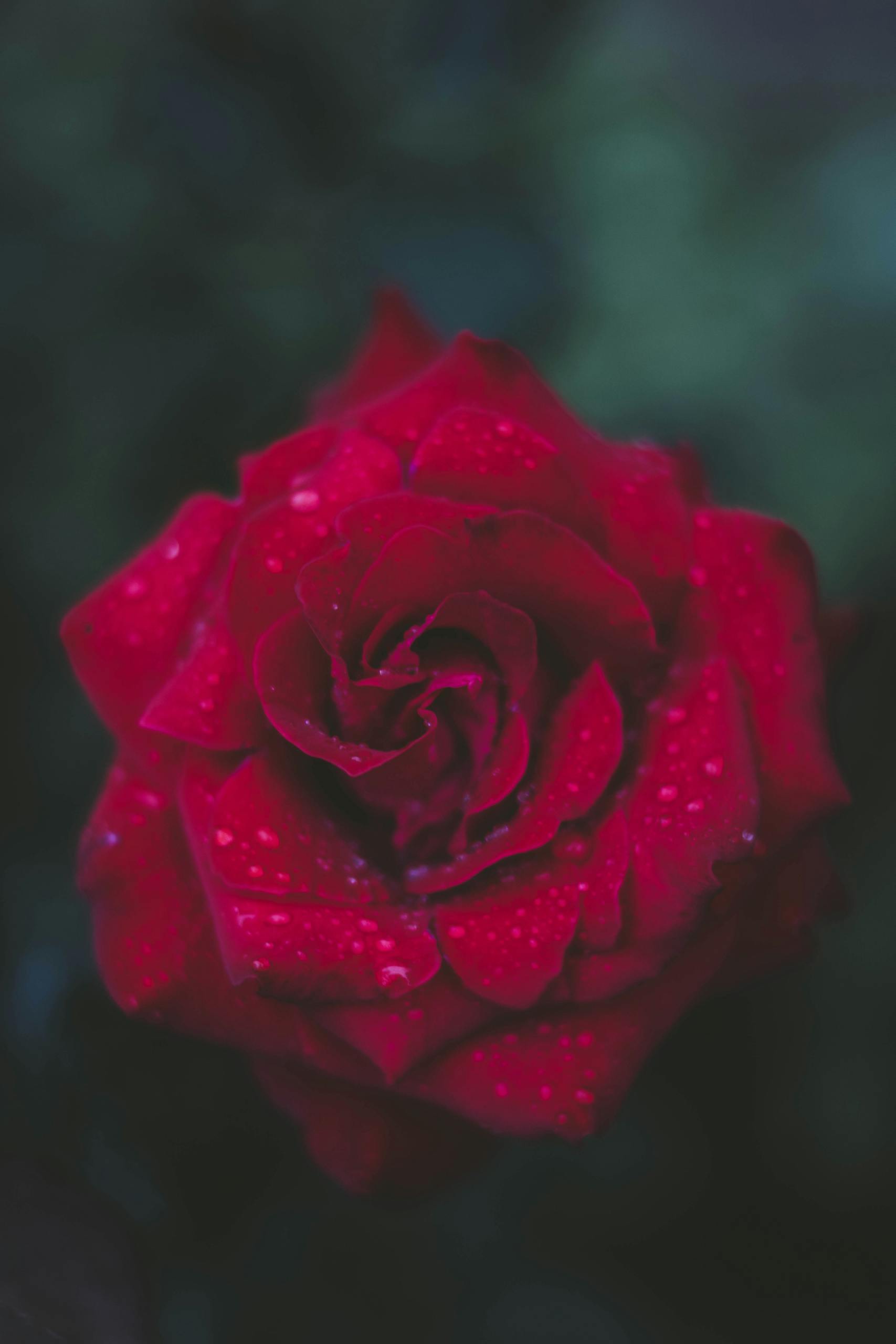 Stunning close-up of a dewy red rose, capturing its vibrant petals and natural beauty.