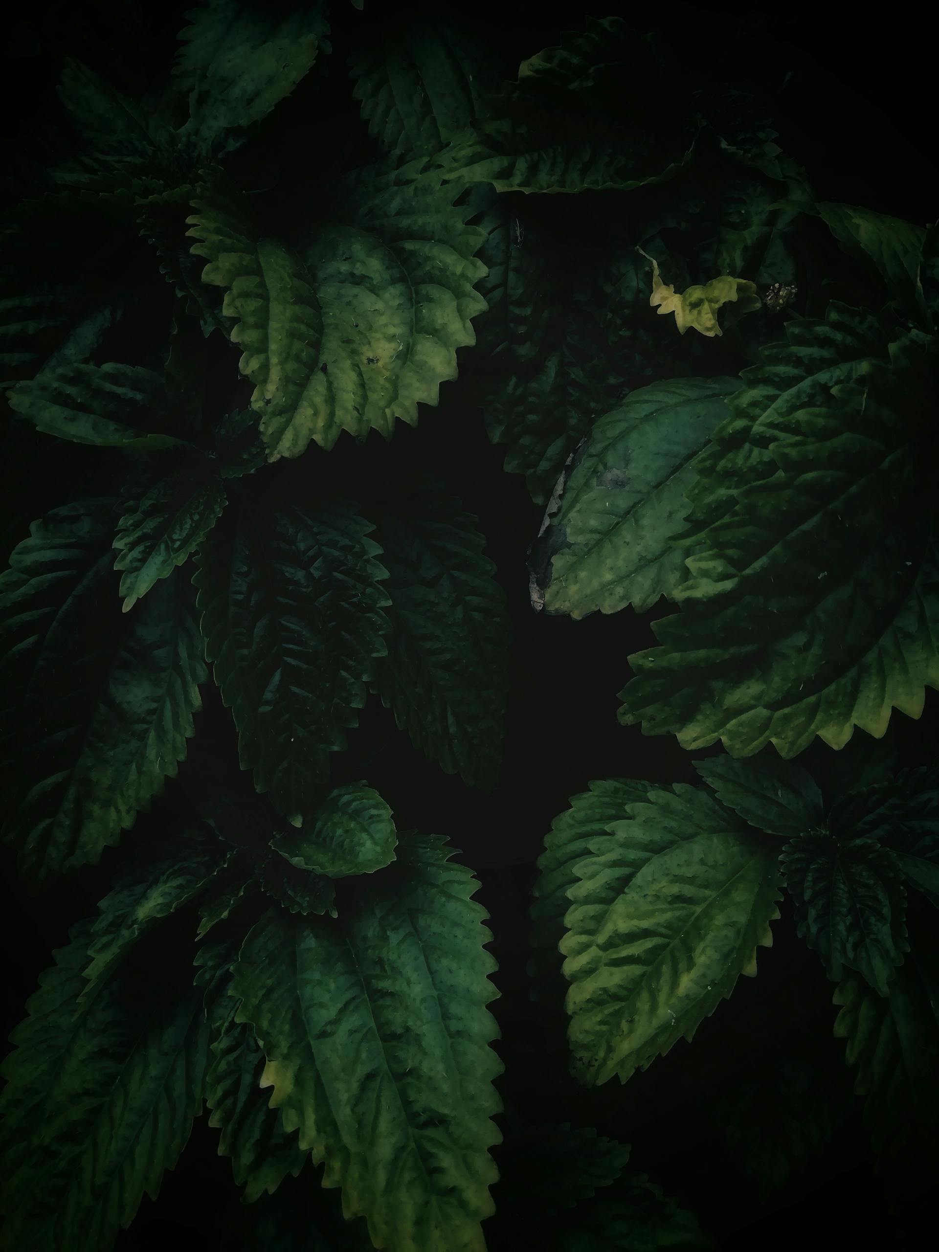 Close-up of dark green leafy plants, showcasing intricate textures in a lush forest setting.