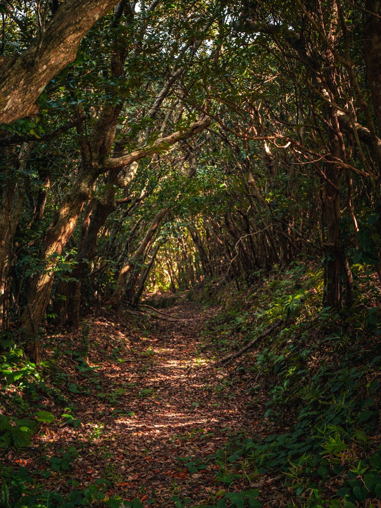 Free stock photo of japan, natureworld, panorama
